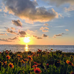 Photo of the Day – Beach Flowers at Sunset | Key West Travel Guide