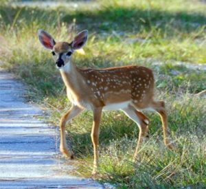 Key Deer, native to the Florida Keys