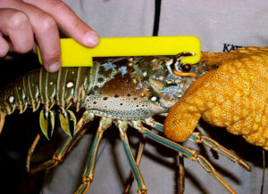 Measuring a spiny lobster for carapace length, a requirement