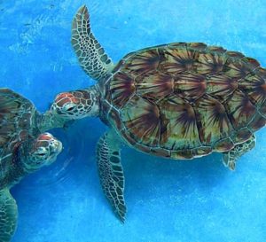 Sea turtles, a protected species in the Florida Keys and elsewhere