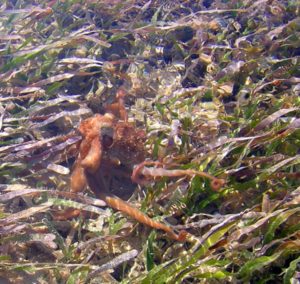 Octopus in the turtle grass near Key West